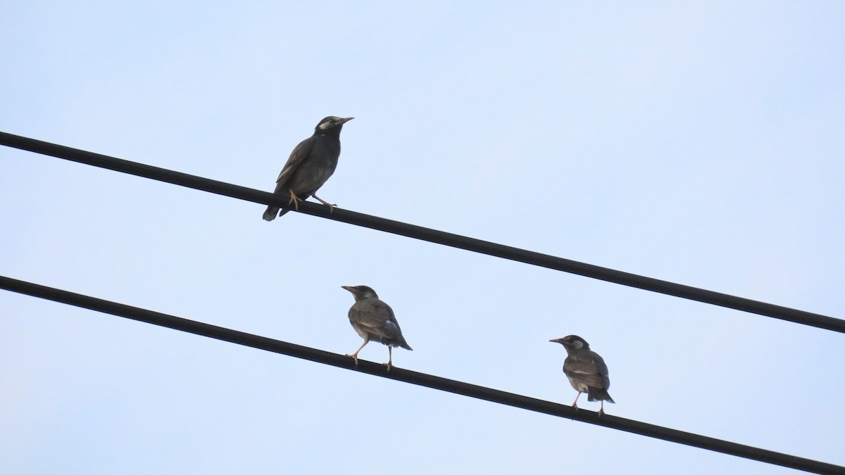 White-cheeked Starling - ML620477481