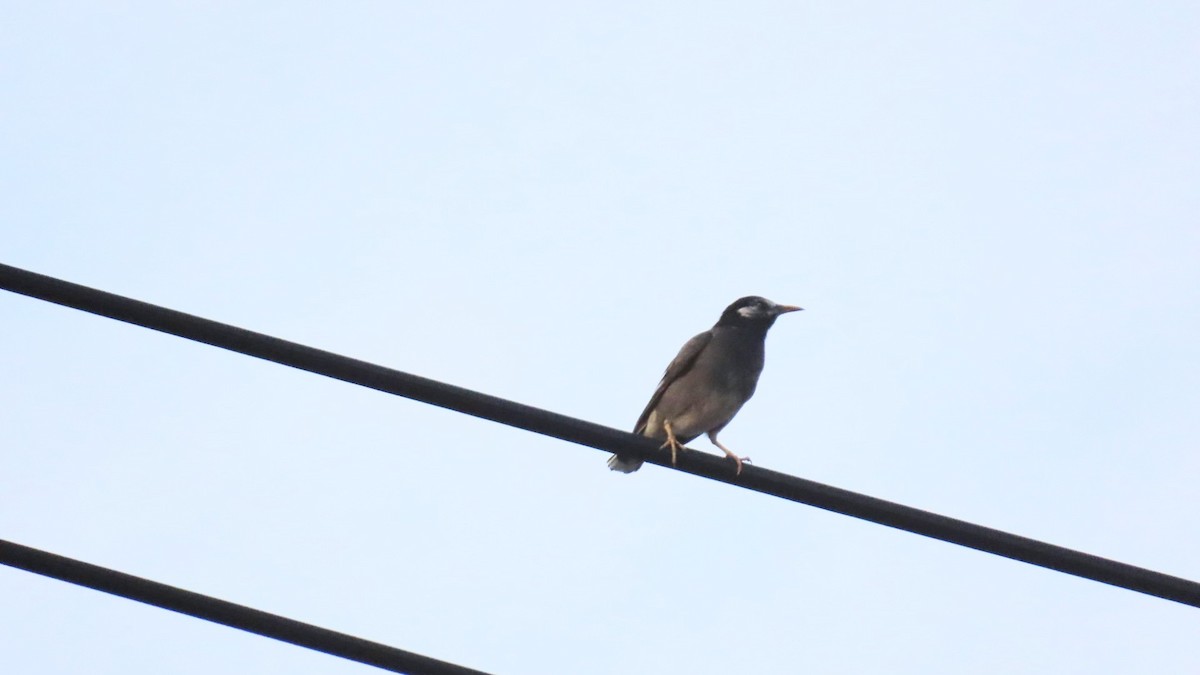 White-cheeked Starling - ML620477482