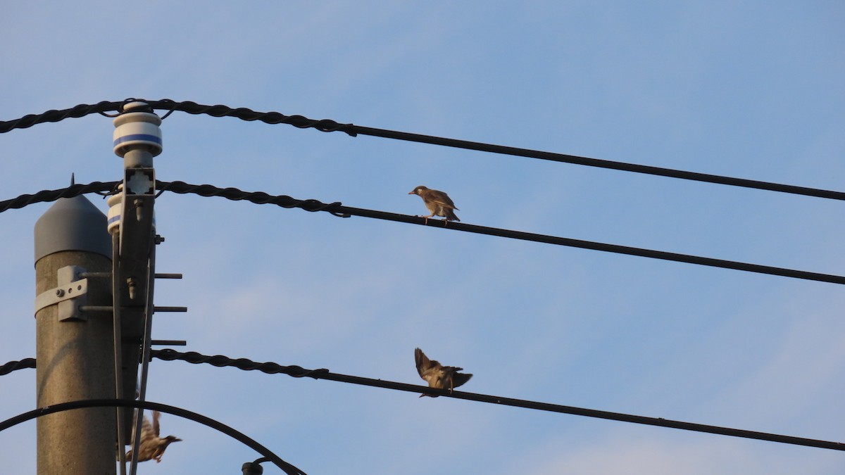 White-cheeked Starling - ML620477485