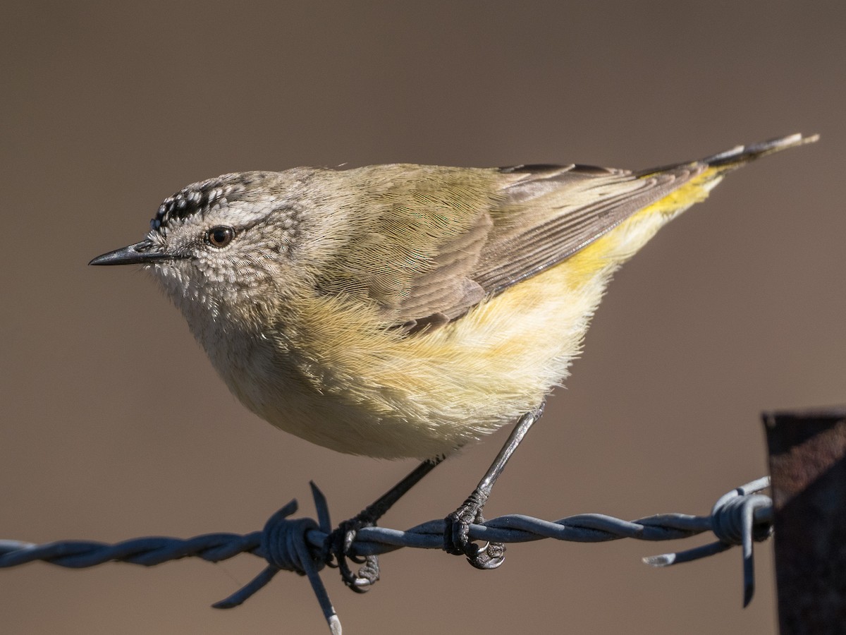 Acanthize à croupion jaune - ML620477486