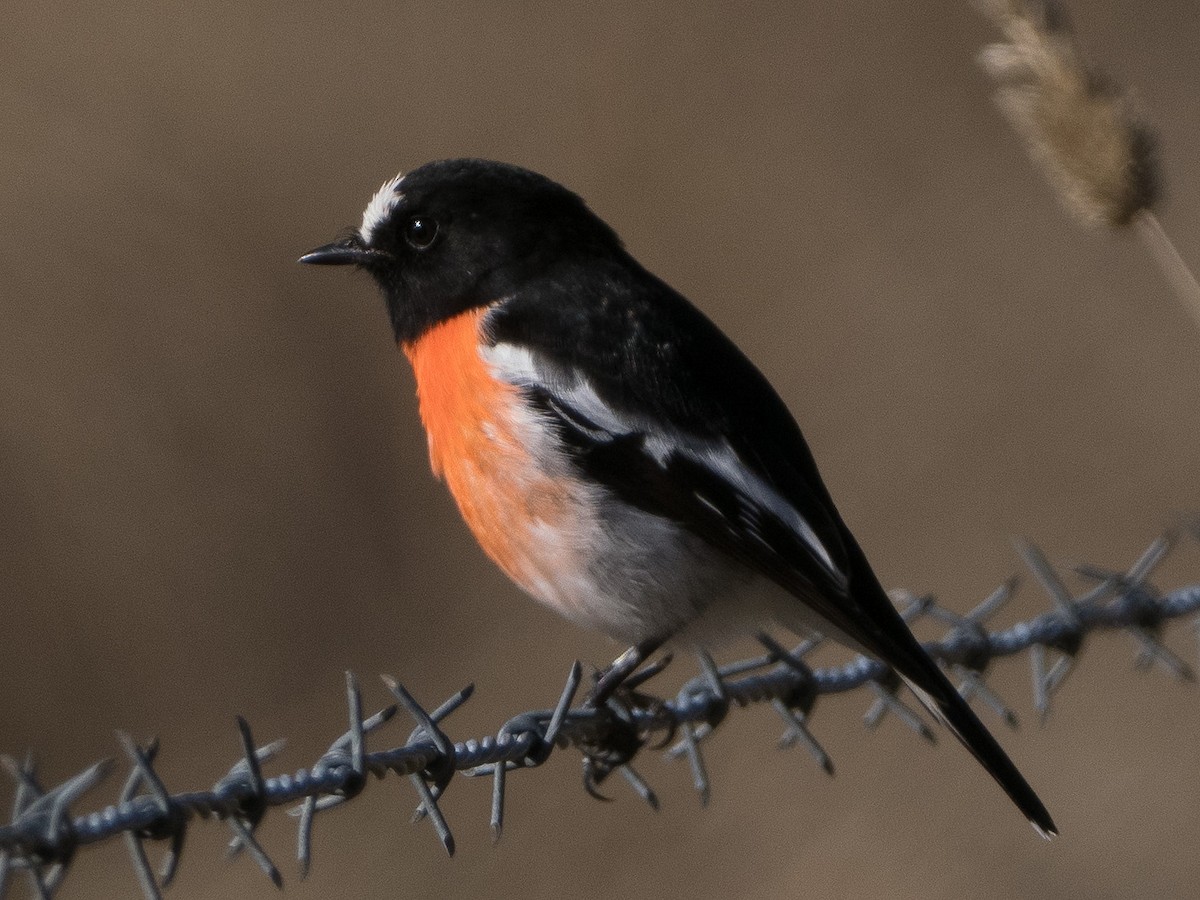 Scarlet Robin - ML620477488