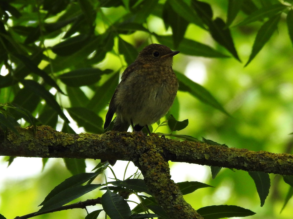 European Robin - ML620477492