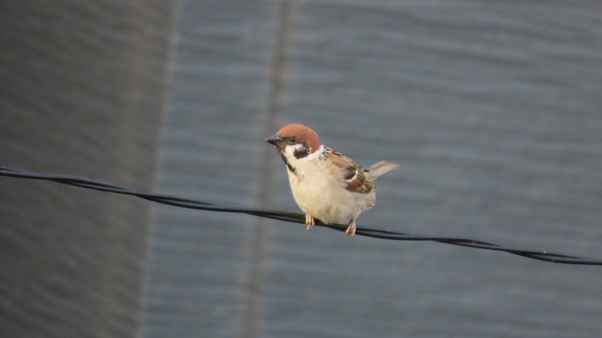 Eurasian Tree Sparrow - ML620477493