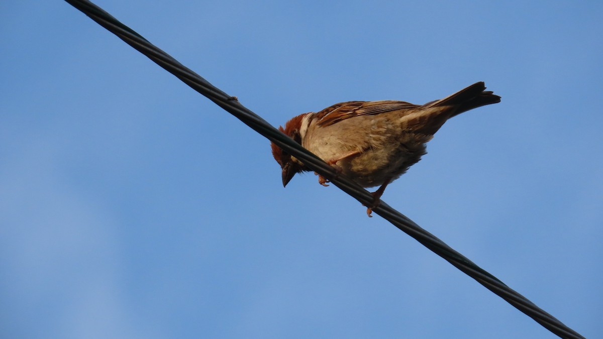 Eurasian Tree Sparrow - ML620477494