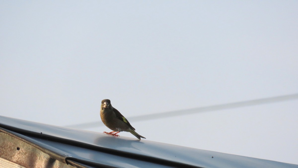 Oriental Greenfinch - ML620477498