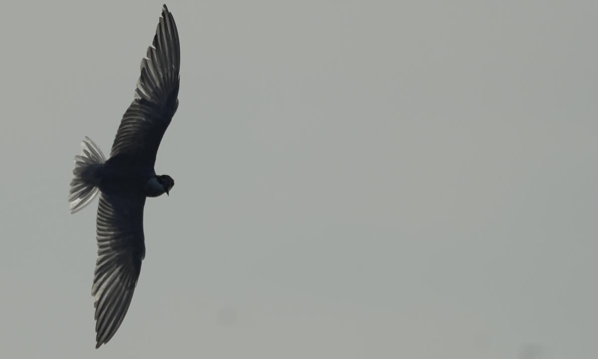 Whiskered Tern - ML620477500