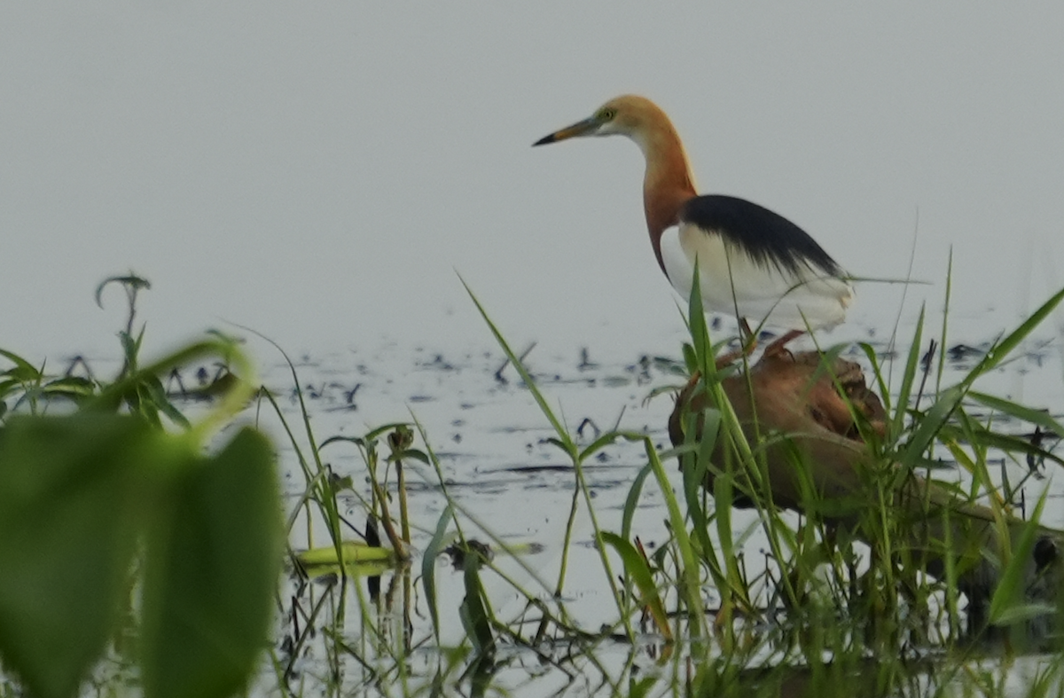 Javan Pond-Heron - ML620477503