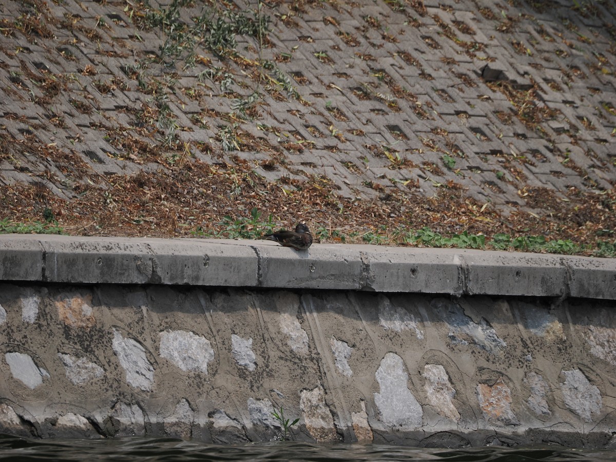 Mandarin Duck - ML620477506