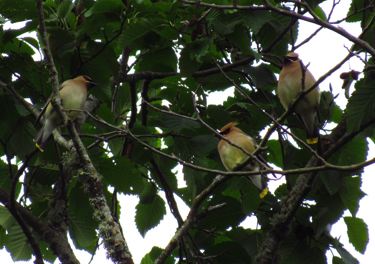 Cedar Waxwing - damon taylor