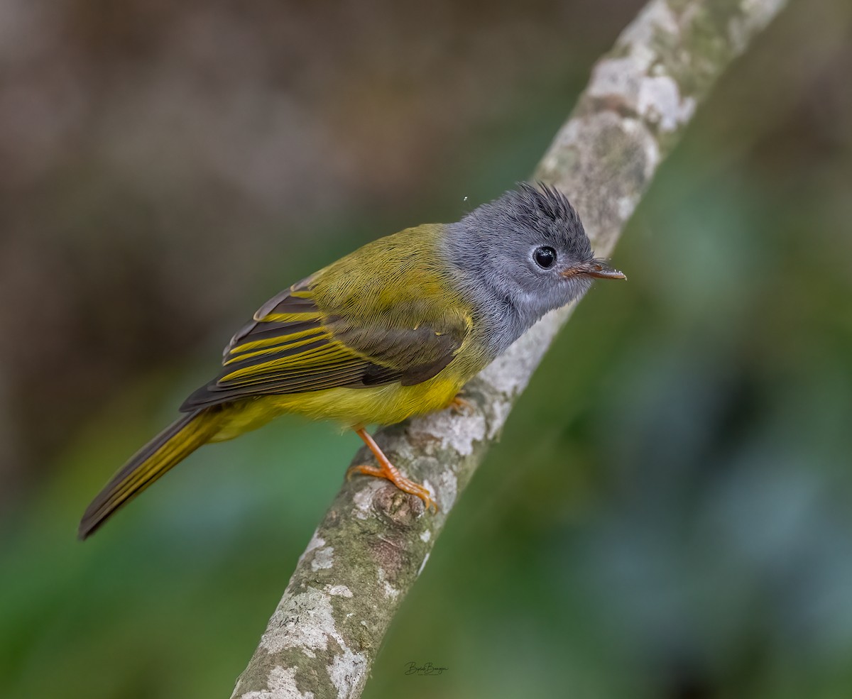 Gray-headed Canary-Flycatcher - ML620477513