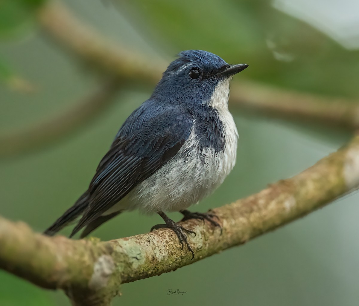 Ultramarine Flycatcher - ML620477516