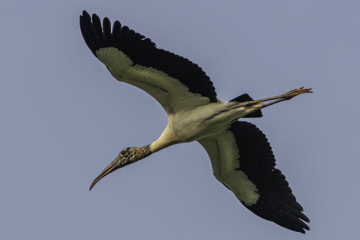 Wood Stork - ML620477519