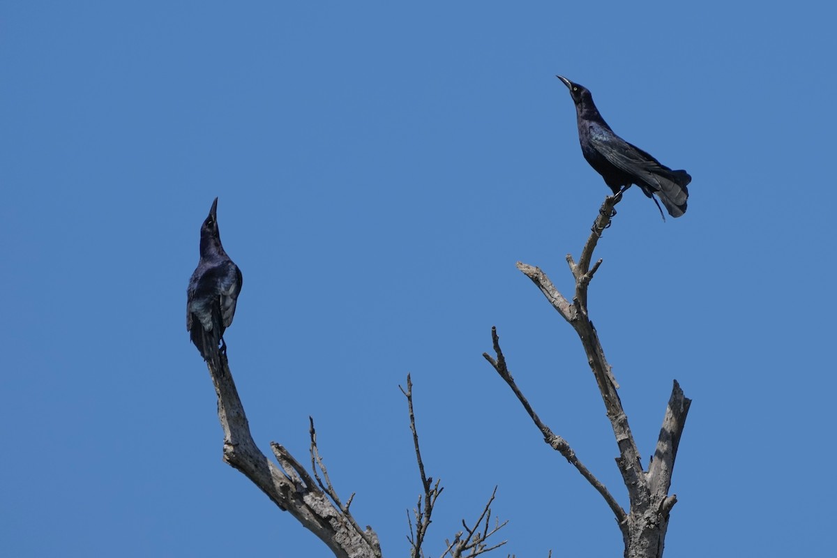 Great-tailed Grackle - ML620477521