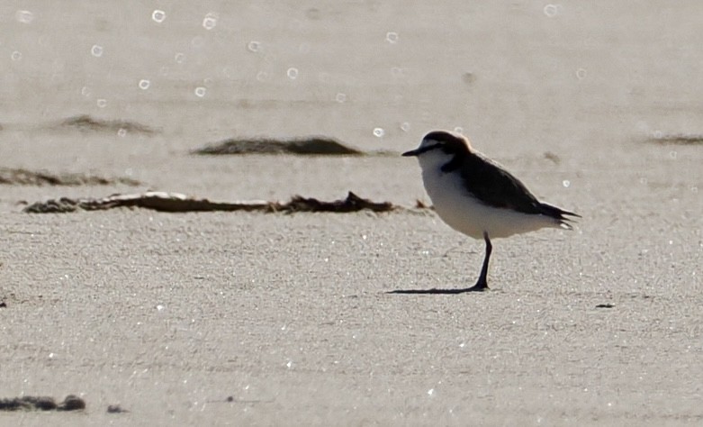Red-capped Plover - ML620477522