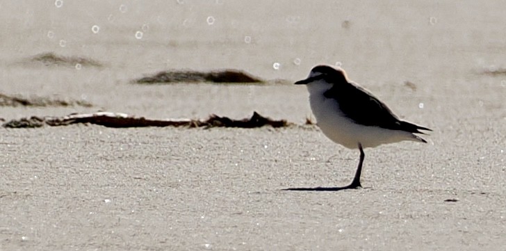 Red-capped Plover - ML620477523