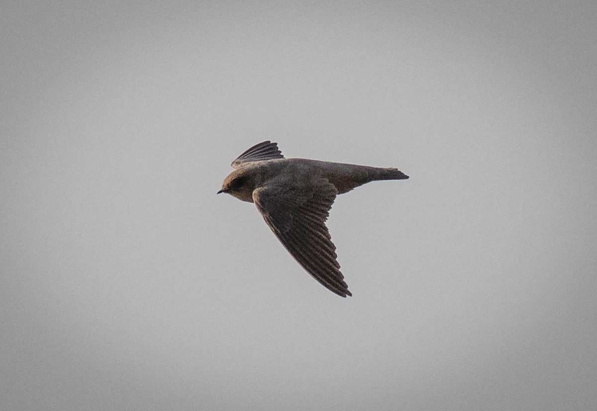 Rock Martin (Pale Crag-Martin) - ML620477524