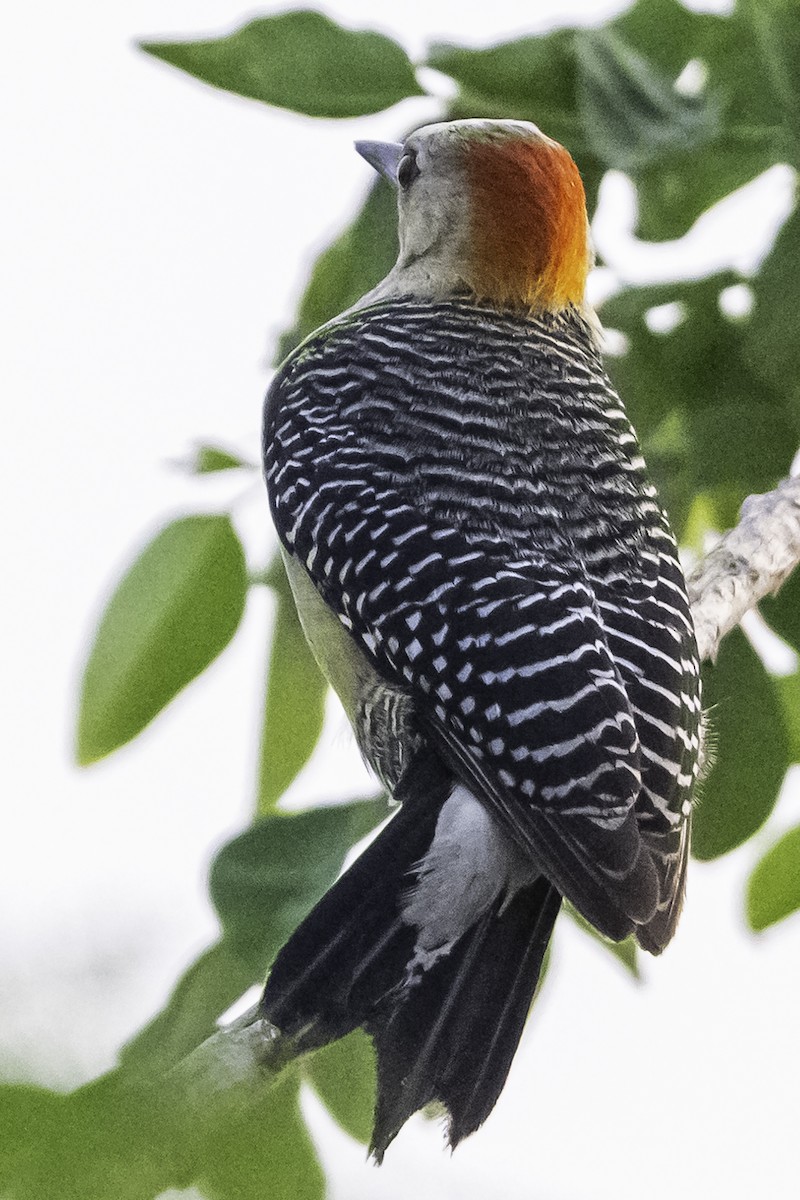 Golden-fronted Woodpecker - ML620477526