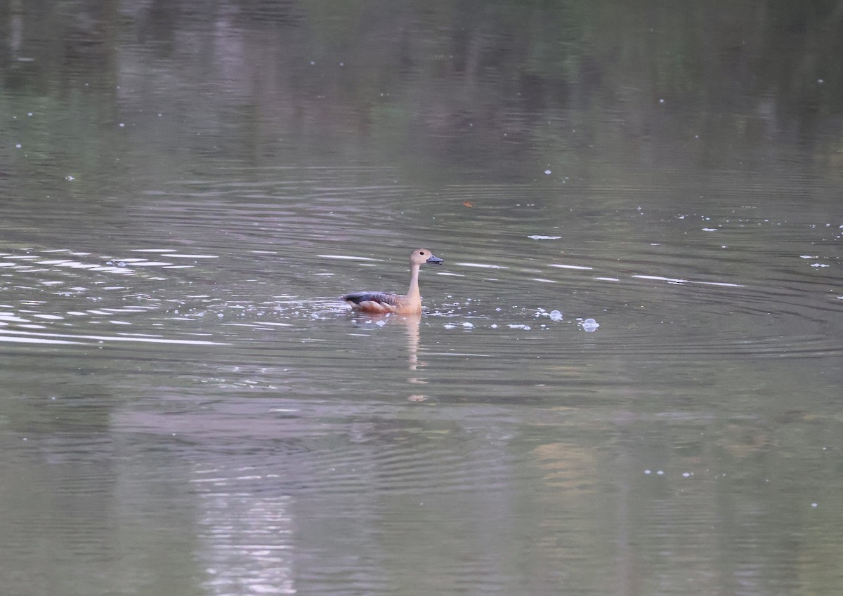 Lesser Whistling-Duck - ML620477529