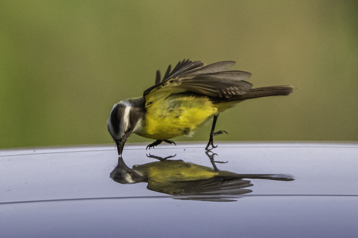 Social Flycatcher - David Bishop