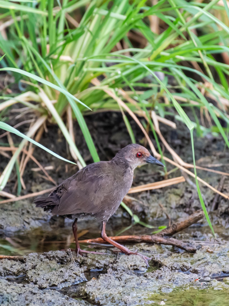 Ruddy-breasted Crake - ML620477534