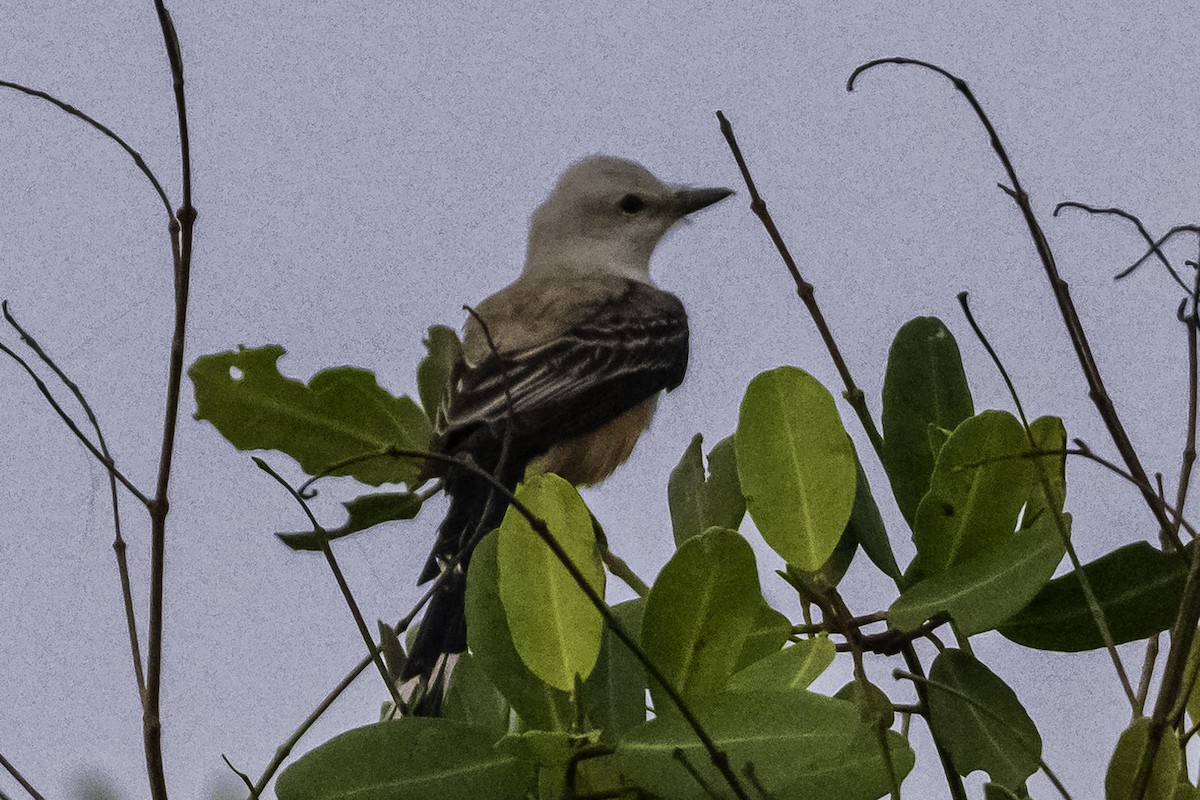 Scissor-tailed Flycatcher - ML620477537