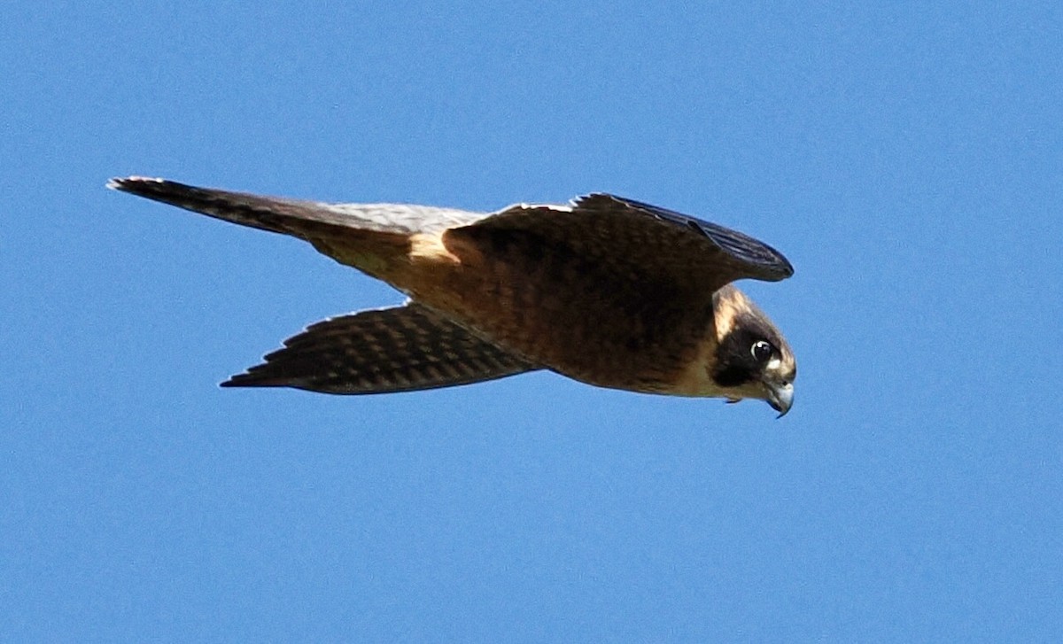 Australian Hobby - ML620477538