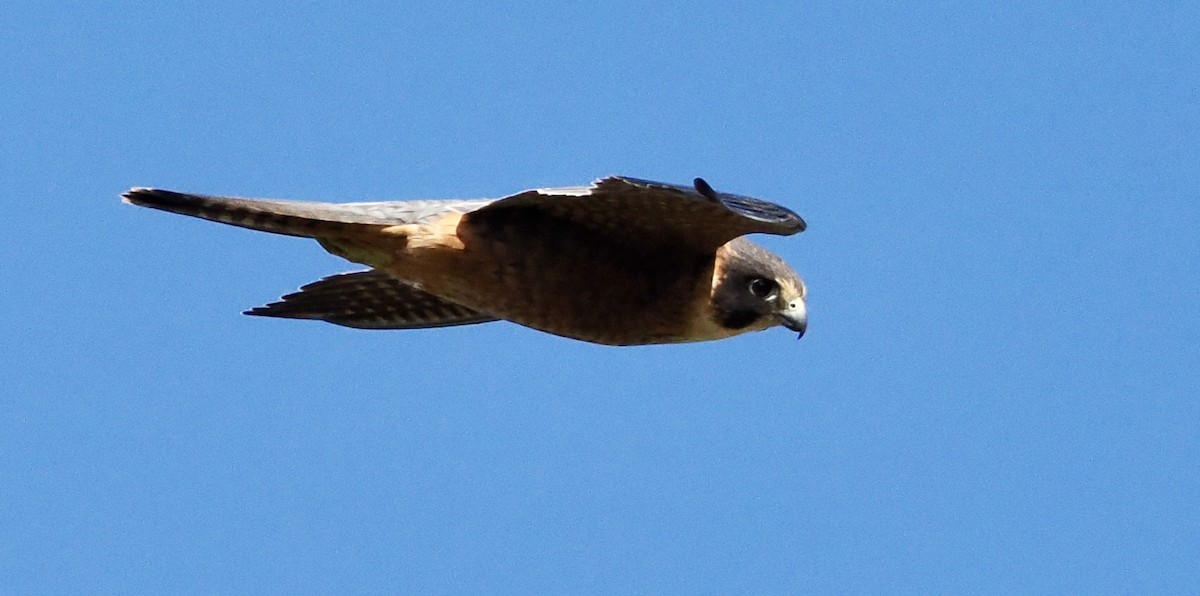 Australian Hobby - ML620477539