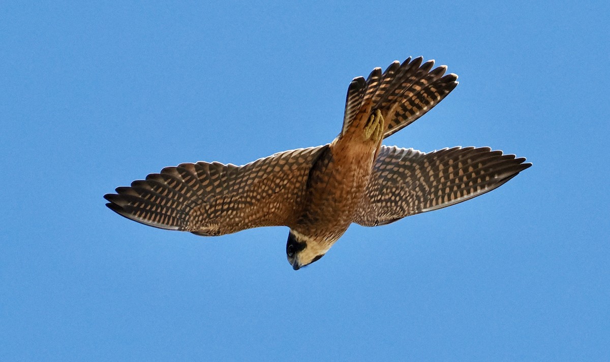 Australian Hobby - Cheryl Cooper