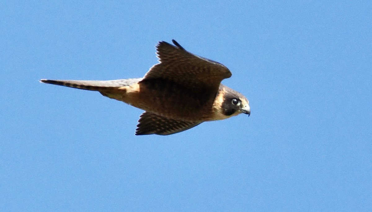 Alcotán Australiano - ML620477541