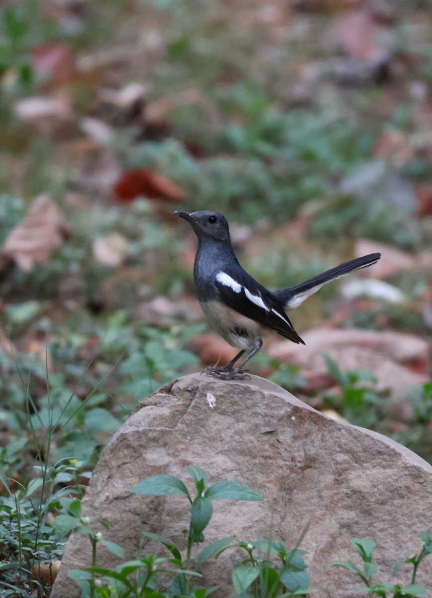 Oriental Magpie-Robin - ML620477548