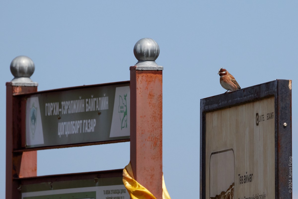 Pine Bunting - Karen Fung