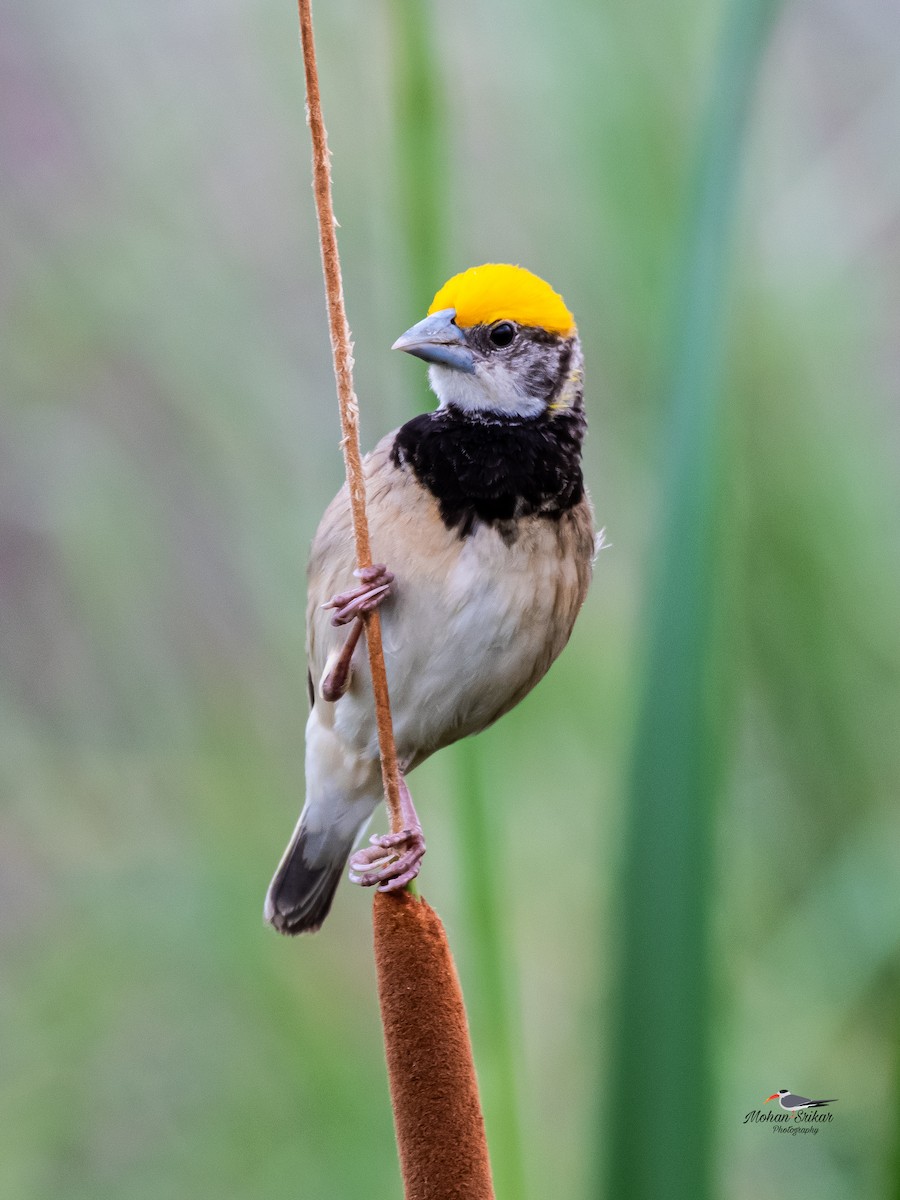 Black-breasted Weaver - ML620477555