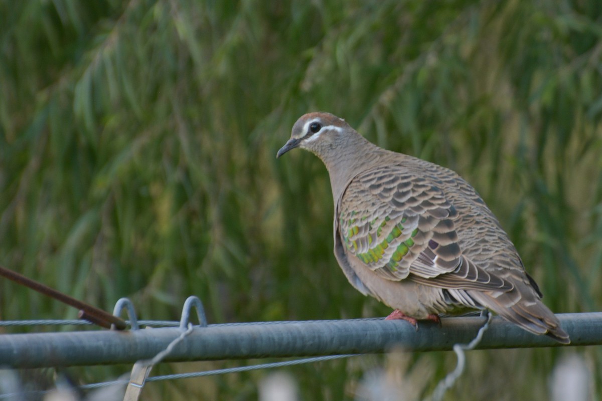 Common Bronzewing - ML620477556