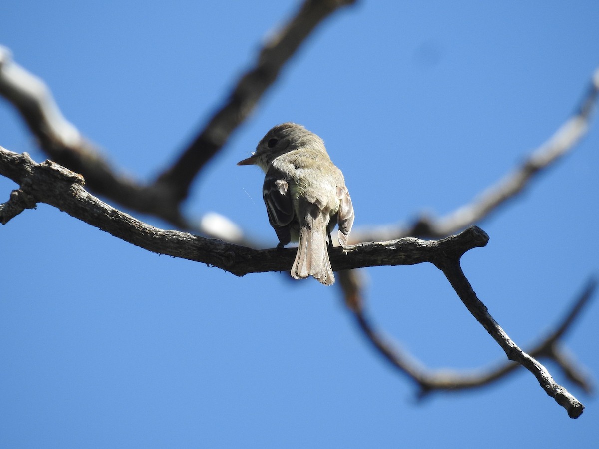 Warbling Vireo - ML620477557