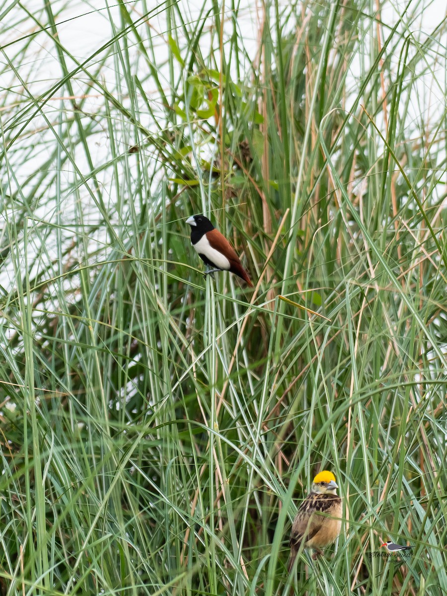 Tricolored Munia - ML620477558