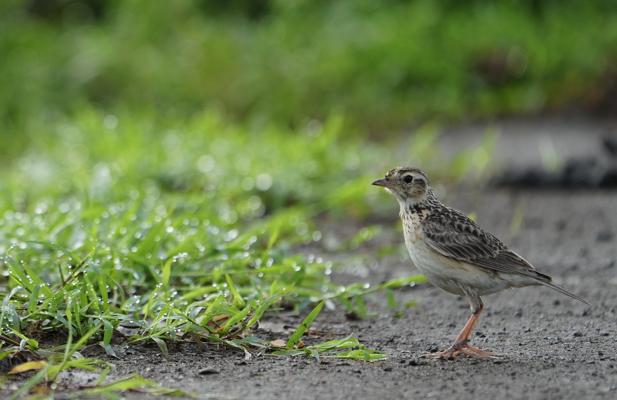 Oriental Skylark - ML620477559