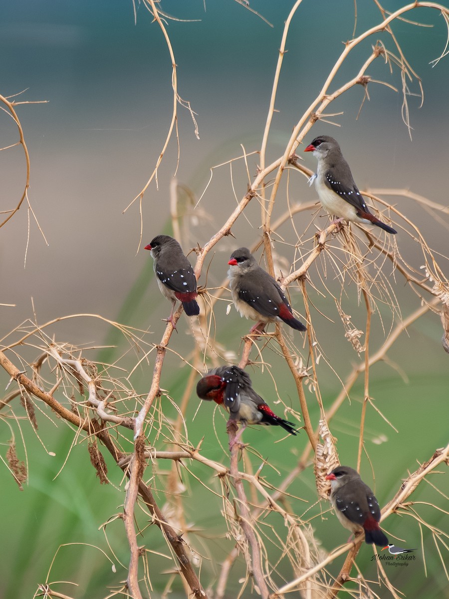 Red Avadavat - ML620477560