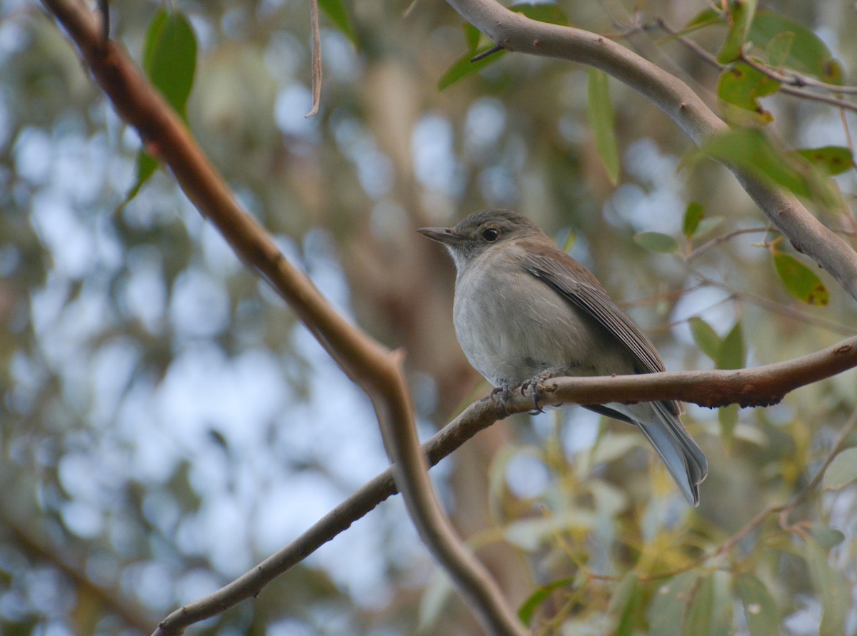 Gray Shrikethrush - Mark Nisbet