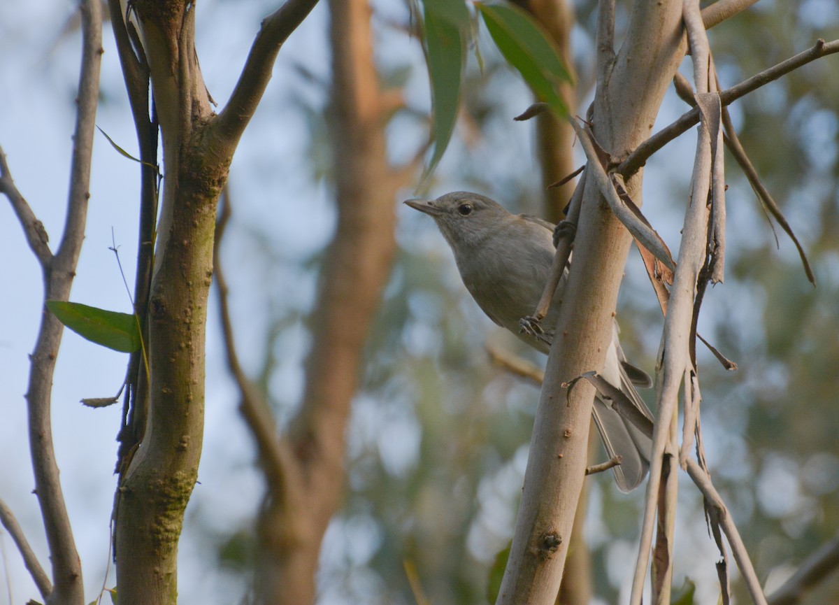 Gray Shrikethrush - ML620477564