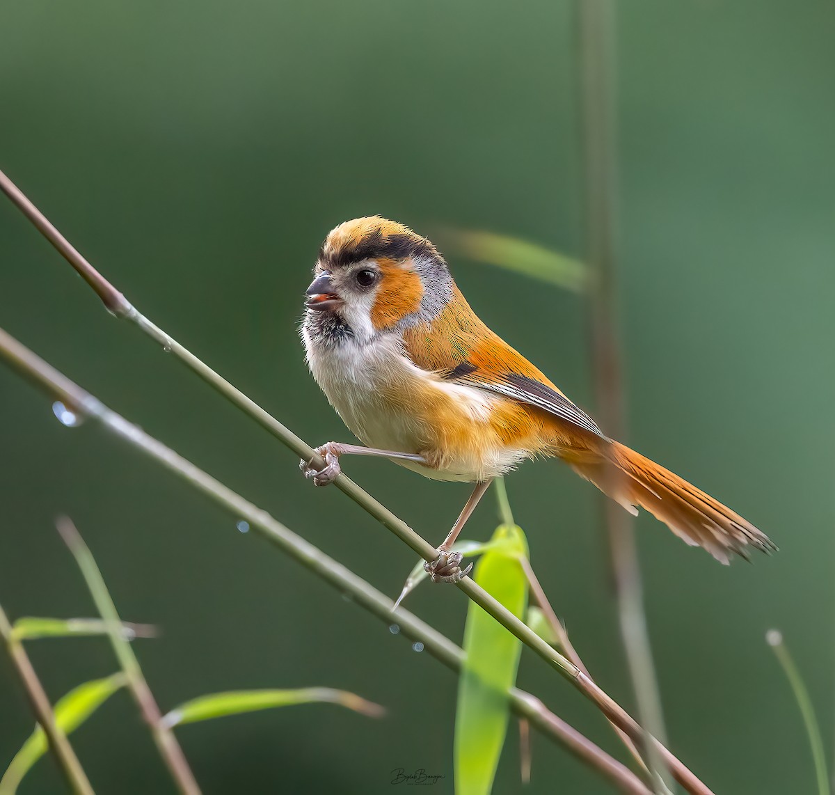 Black-throated Parrotbill - ML620477566