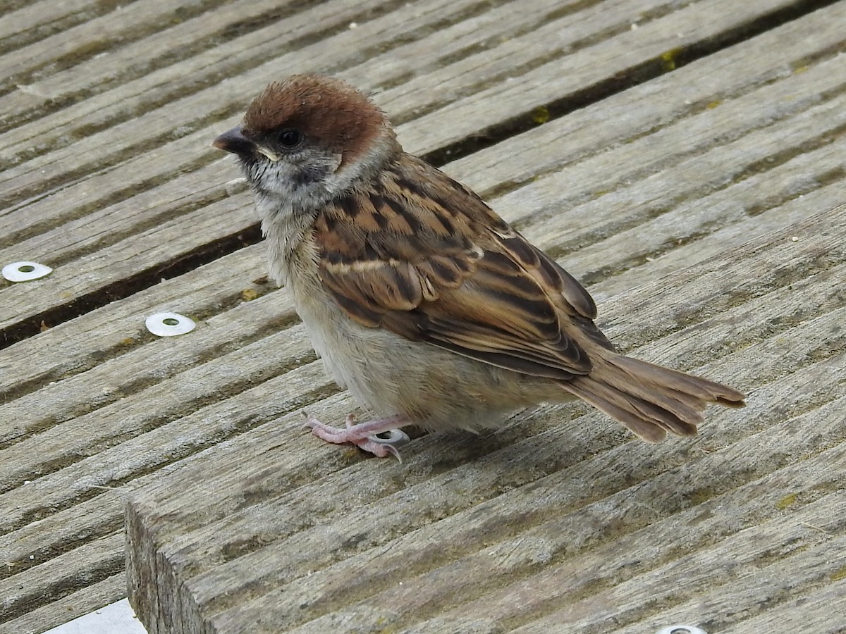 Eurasian Tree Sparrow - ML620477567