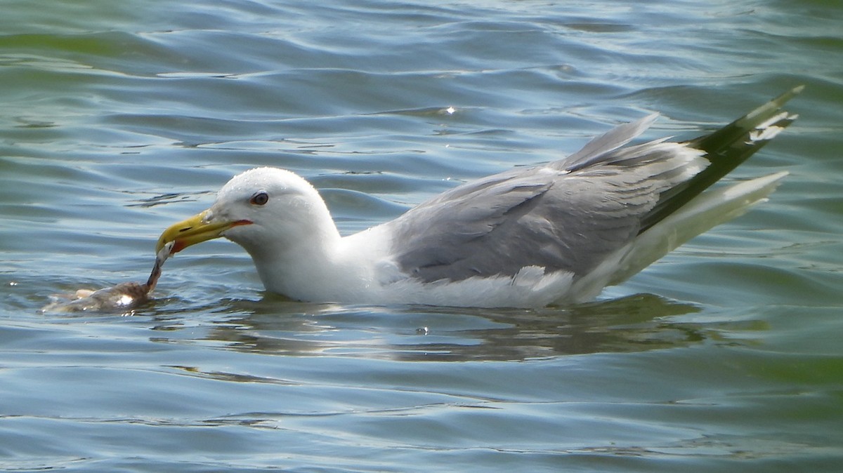 Caspian Gull - ML620477568