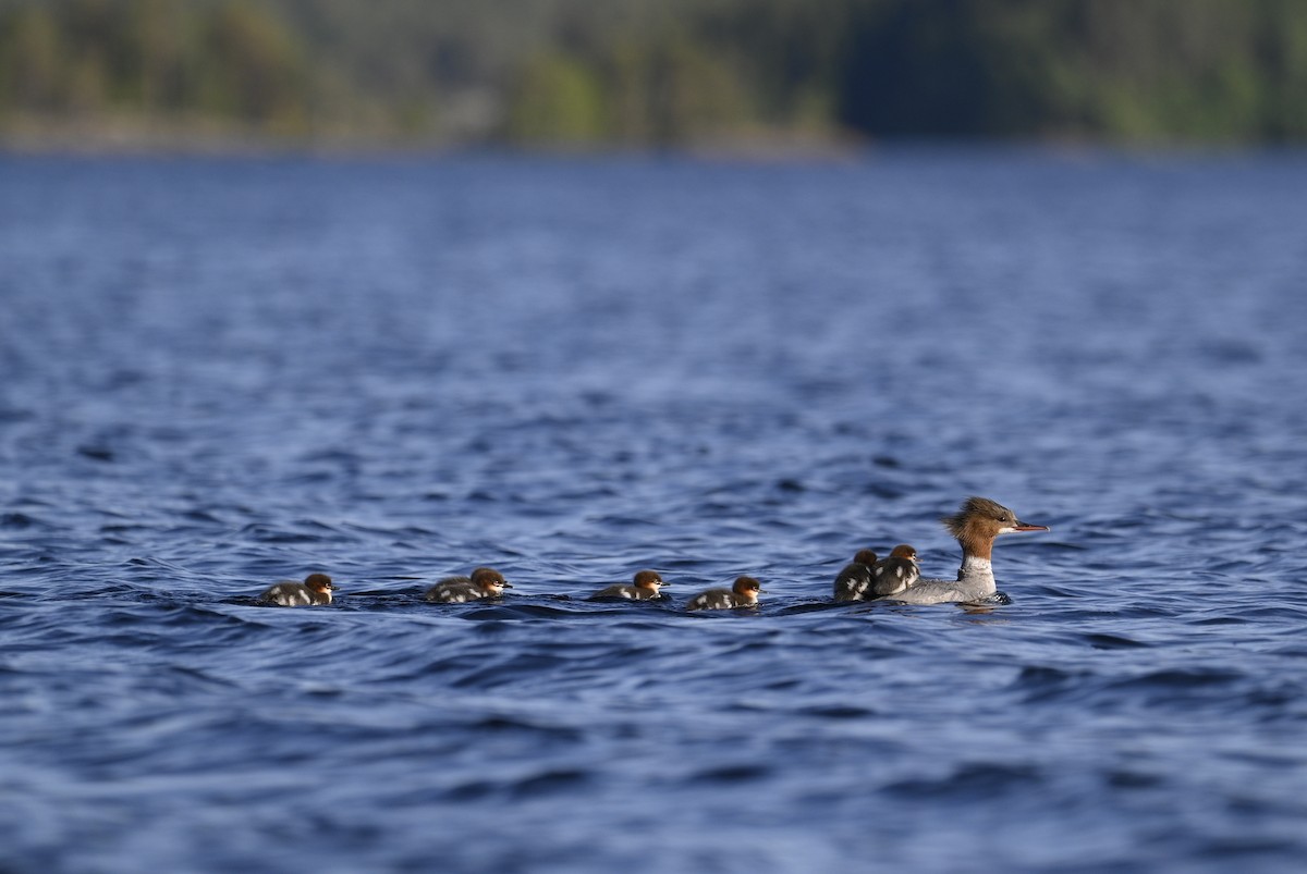 Common Merganser - ML620477570