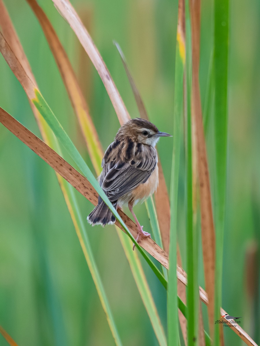 Zitting Cisticola - ML620477571