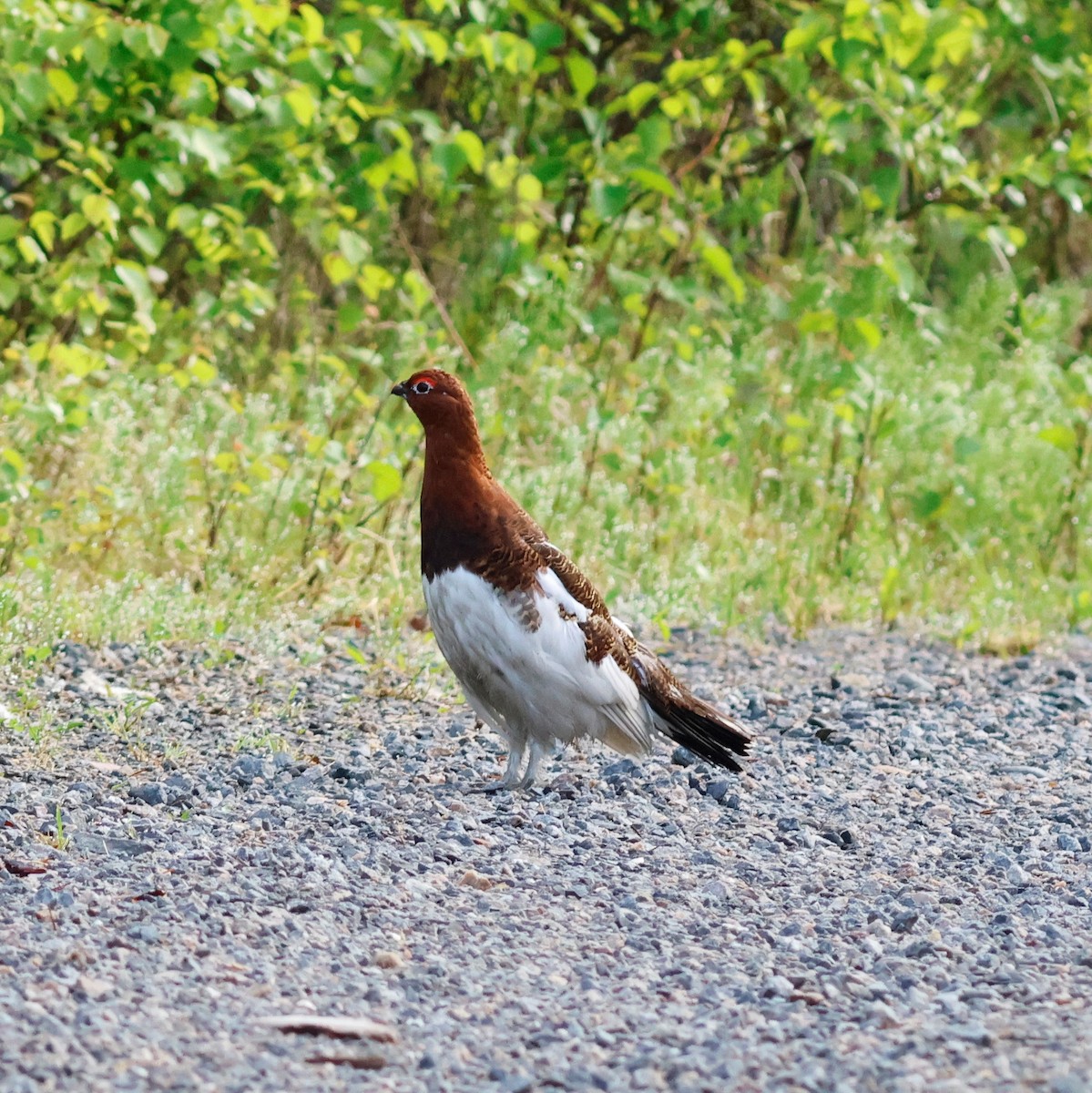 Moorschneehuhn [lagopus-Gruppe] - ML620477573