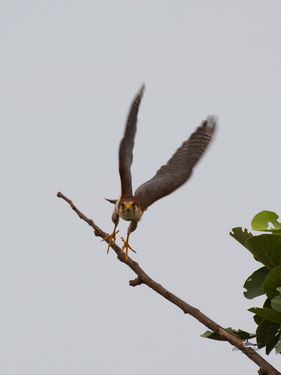 Red-necked Falcon - ML620477576