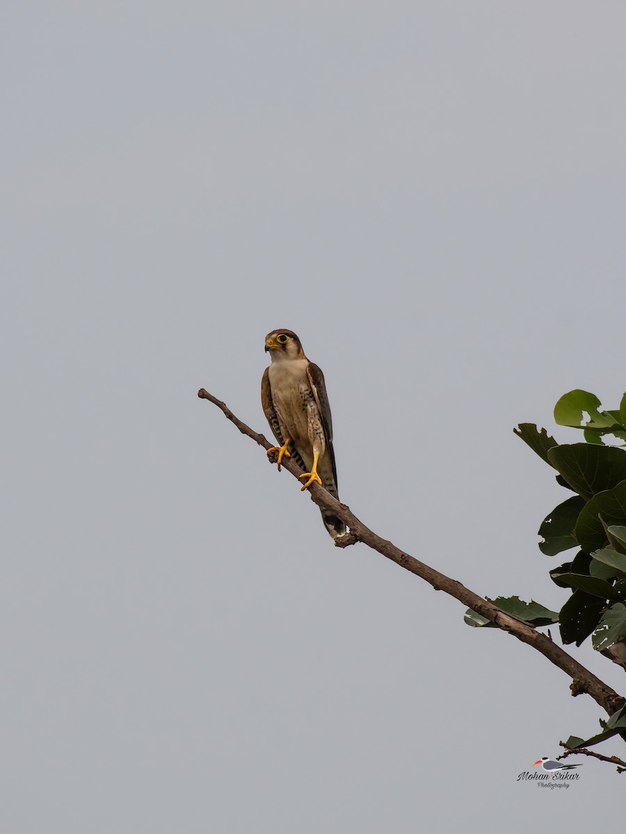 Red-necked Falcon - ML620477577