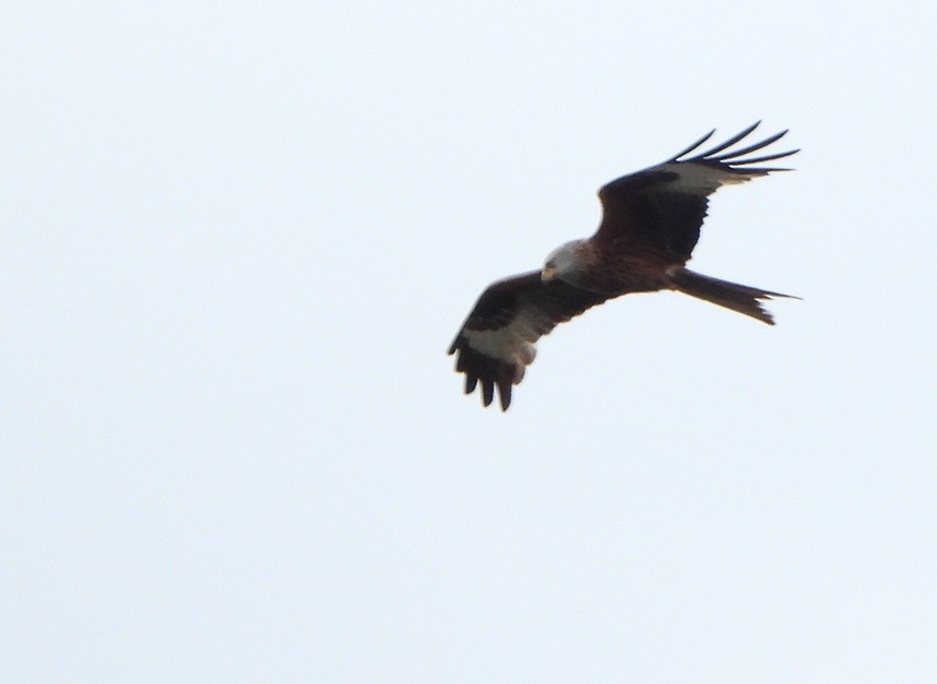 Red Kite - ML620477579