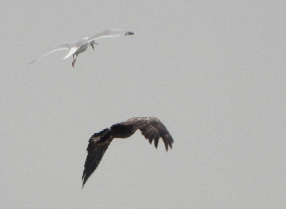 White-tailed Eagle - ML620477582