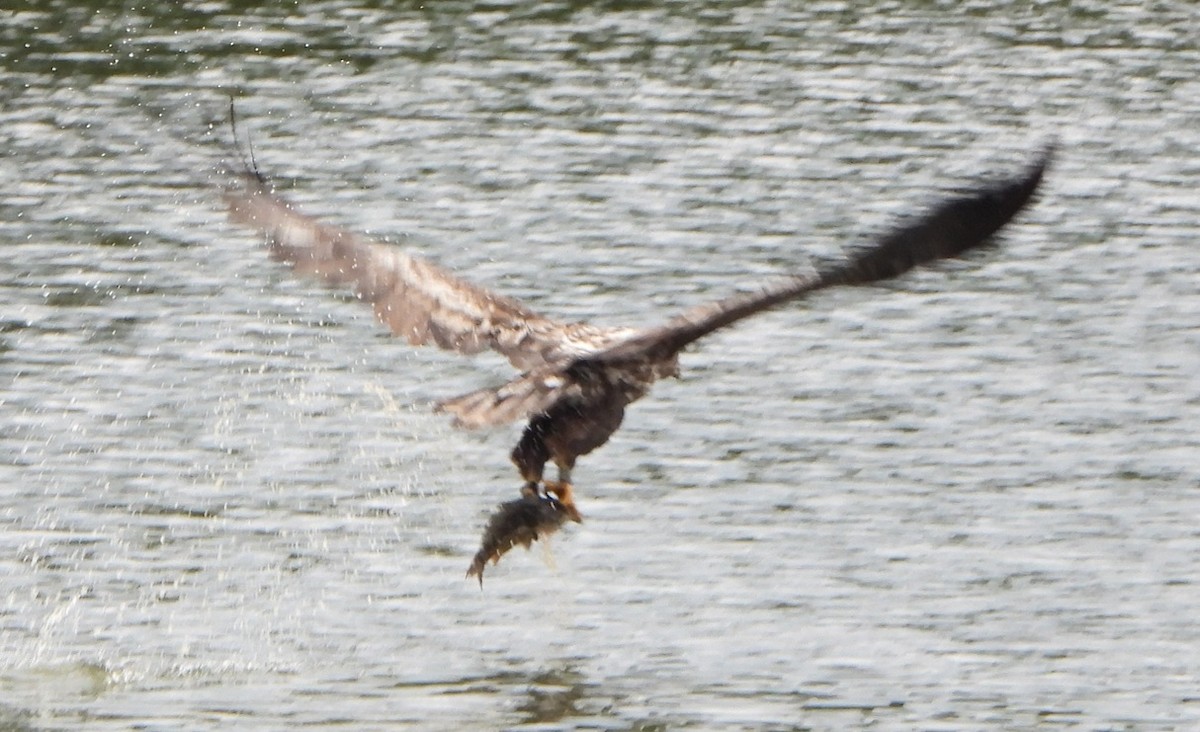 White-tailed Eagle - ML620477583